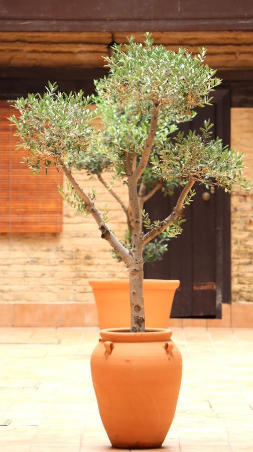 Apartamento Corral De Triana Sevilla Exteriör bild